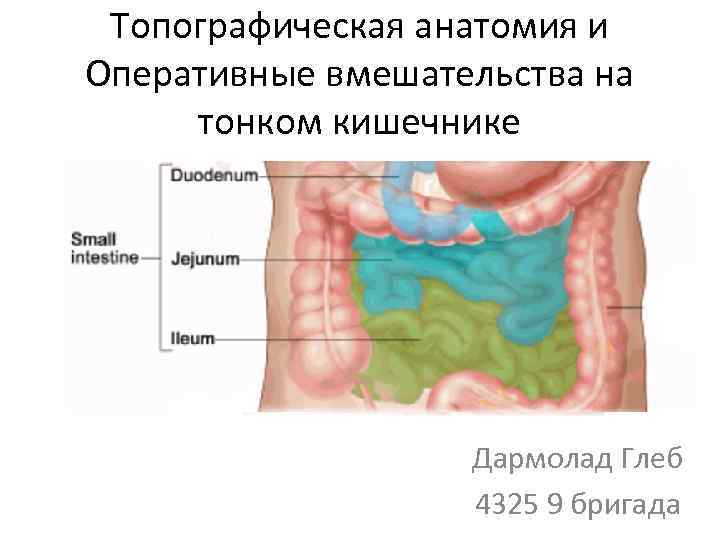 Топографическая анатомия и Оперативные вмешательства на тонком кишечнике Дармолад Глеб 4325 9 бригада 