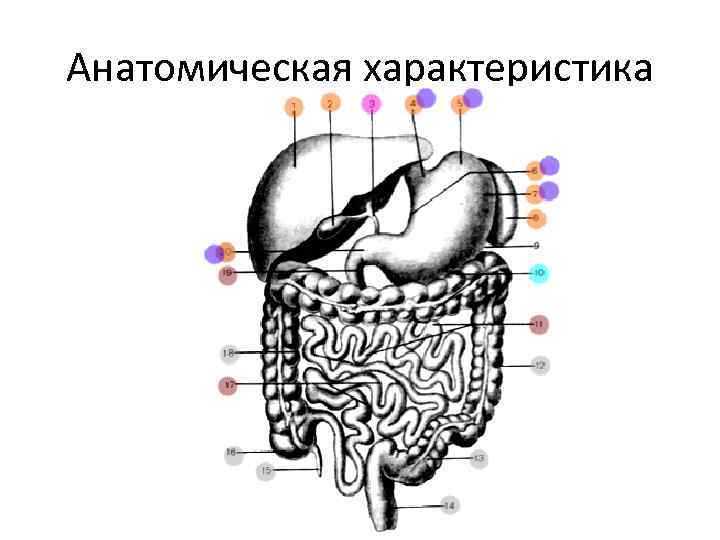 Анатомическая характеристика 