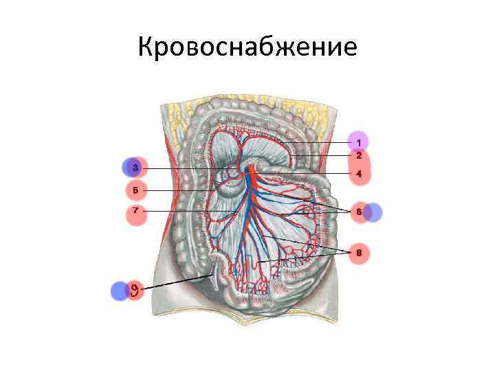 Кровоснабжение 