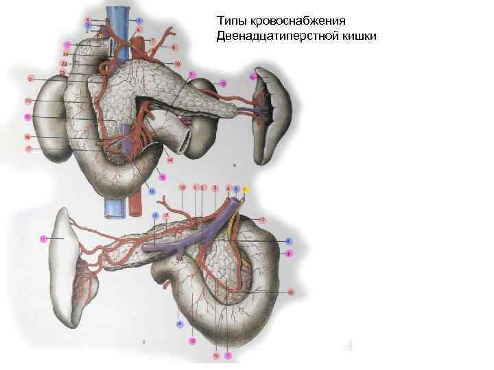 Типы кровоснабжения Двенадцатиперстной кишки 