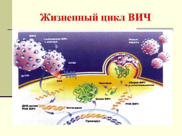 Жизненный цикл ВИЧ 