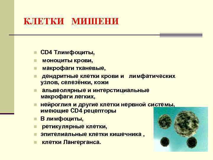 КЛЕТКИ МИШЕНИ n n n n n CD 4 Тлимфоциты, моноциты крови, макрофаги тканевые,