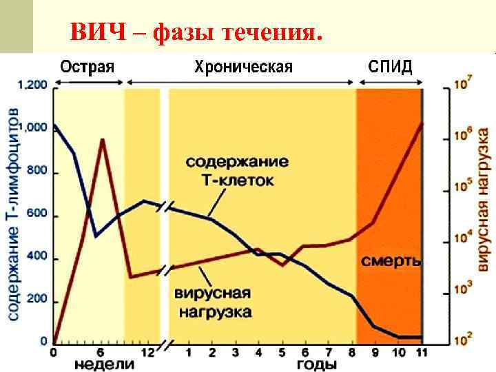 ВИЧ – фазы течения. 