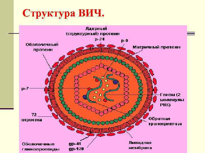 Структура ВИЧ. 