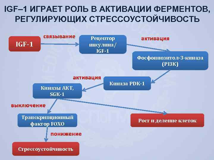 IGF– 1 ИГРАЕТ РОЛЬ В АКТИВАЦИИ ФЕРМЕНТОВ, РЕГУЛИРУЮЩИХ СТРЕССОУСТОЙЧИВОСТЬ Рецептор инсулина/ IGF-1 Фосфоинозитол-3 -киназа