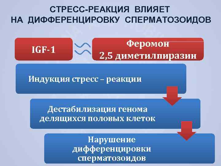СТРЕСС-РЕАКЦИЯ ВЛИЯЕТ НА ДИФФЕРЕНЦИРОВКУ СПЕРМАТОЗОИДОВ IGF-1 Феромон 2, 5 диметилпиразин Индукция стресс – реакции