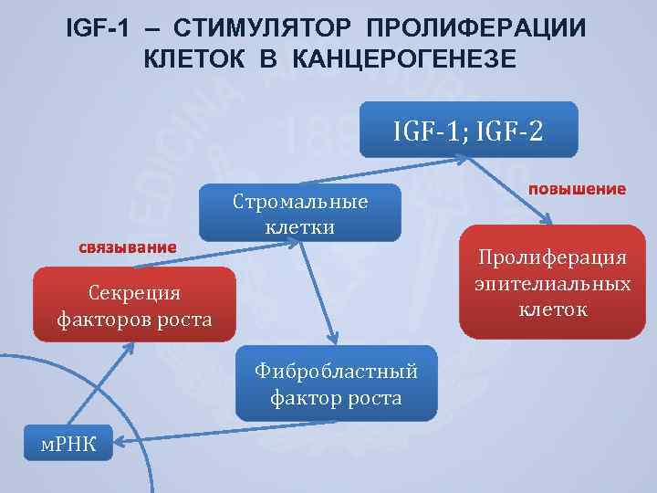 IGF-1 – СТИМУЛЯТОР ПРОЛИФЕРАЦИИ КЛЕТОК В КАНЦЕРОГЕНЕЗЕ IGF-1; IGF-2 Стромальные клетки Пролиферация эпителиальных клеток