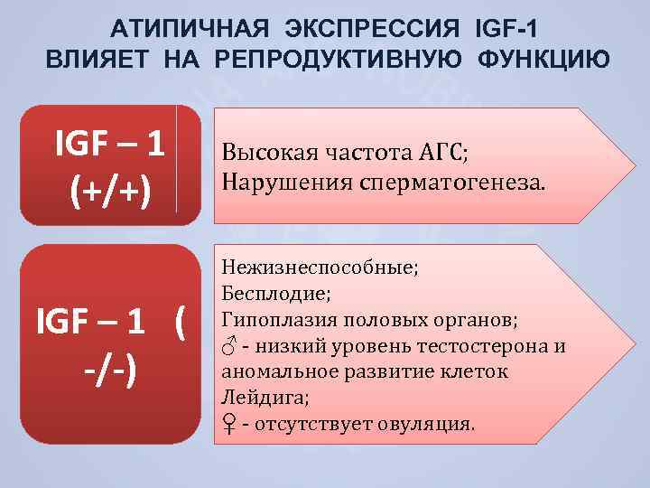 АТИПИЧНАЯ ЭКСПРЕССИЯ IGF-1 ВЛИЯЕТ НА РЕПРОДУКТИВНУЮ ФУНКЦИЮ IGF – 1 (+/+) IGF – 1