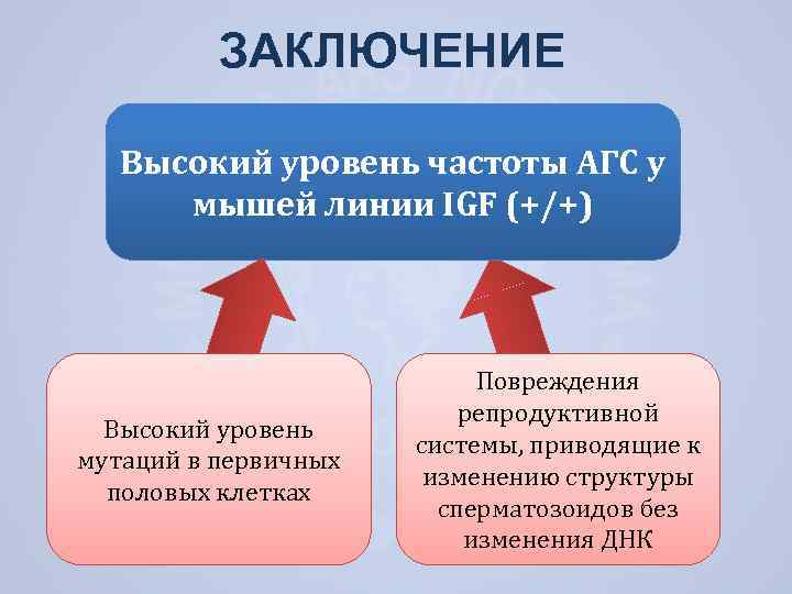 ЗАКЛЮЧЕНИЕ Высокий уровень частоты АГС у мышей линии IGF (+/+) Высокий уровень мутаций в