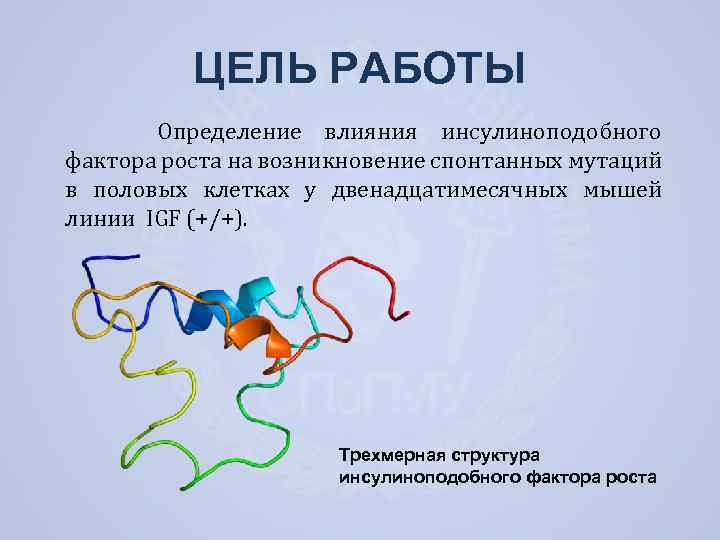 ЦЕЛЬ РАБОТЫ Определение влияния инсулиноподобного фактора роста на возникновение спонтанных мутаций в половых клетках