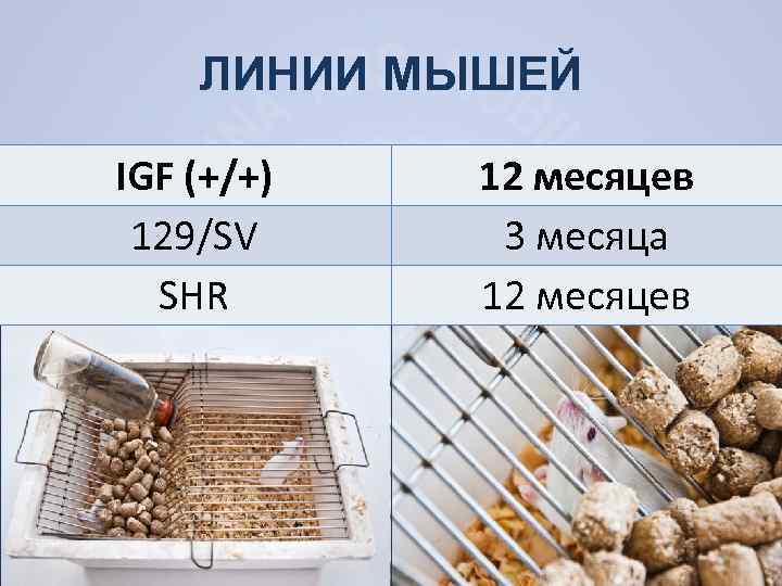 ЛИНИИ МЫШЕЙ IGF (+/+) 129/SV SHR 12 месяцев 3 месяца 12 месяцев 