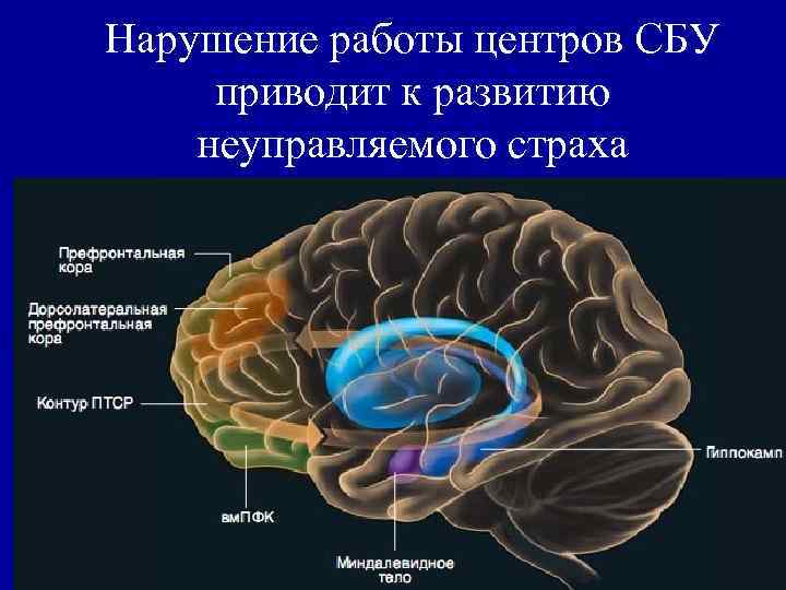 Нарушение работы центров СБУ приводит к развитию неуправляемого страха 