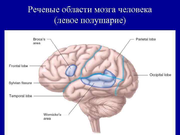 Речевые области мозга человека (левое полушарие) 