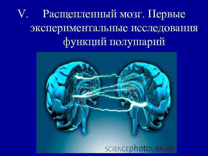 V. Расщепленный мозг. Первые экспериментальные исследования функций полушарий 