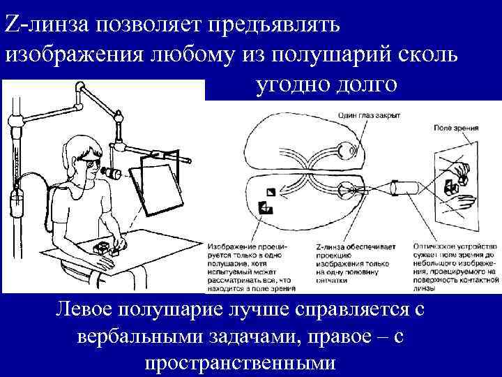 Z-линза позволяет предъявлять изображения любому из полушарий сколь угодно долго Левое полушарие лучше справляется