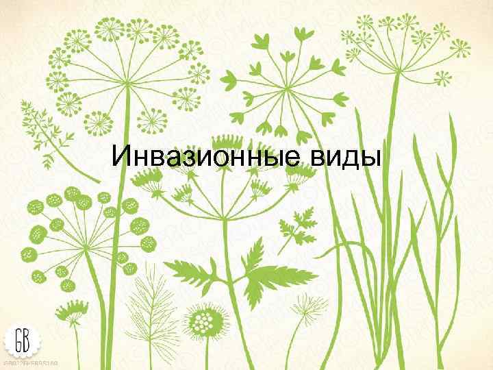 Инвазионные виды 
