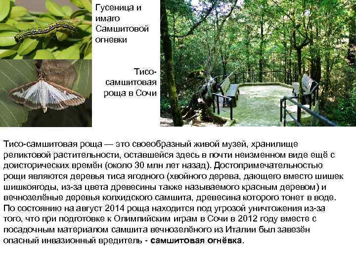 Гусеница и имаго Самшитовой огневки Тисосамшитовая роща в Сочи Тисо-самшитовая роща — это своеобразный