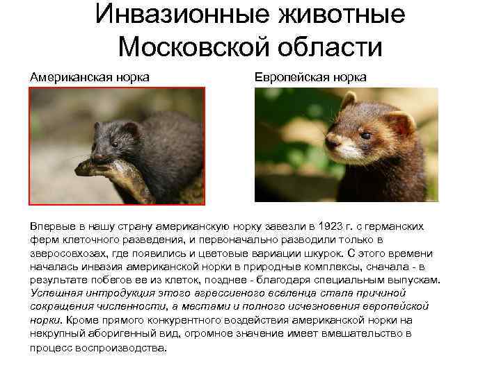 Инвазионные животные Московской области Американская норка Европейская норка Впервые в нашу страну американскую норку