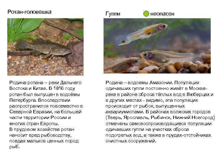 Ротан-головешка Родина ротана – реки Дальнего Востока и Китая. В 1916 году ротан был