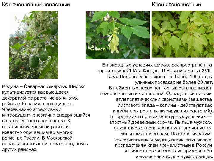 Колючеплодник лопастный Родина – Северная Америка. Широко культивируется как вьющееся декоративное растение во многих