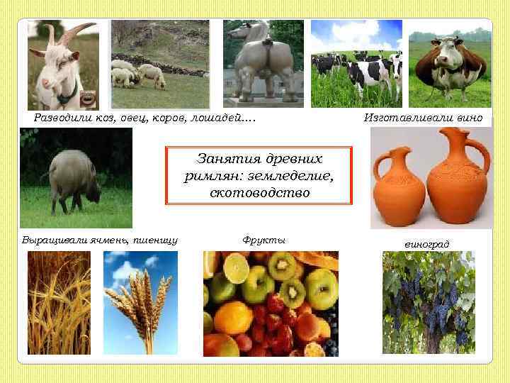 Разводили коз, овец, коров, лошадей…. Изготавливали вино Занятия древних римлян: земледелие, скотоводство Выращивали ячмень,