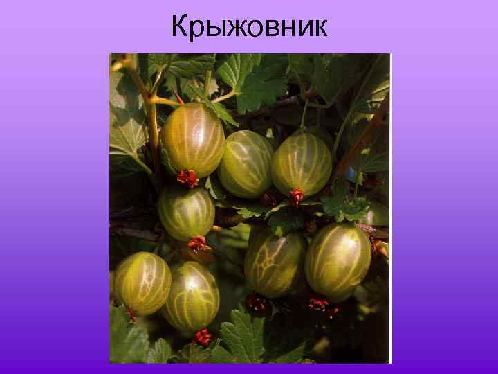 Крыжовник 