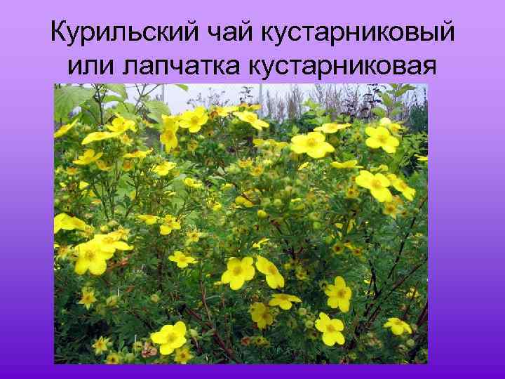 Курильский чай кустарниковый или лапчатка кустарниковая 
