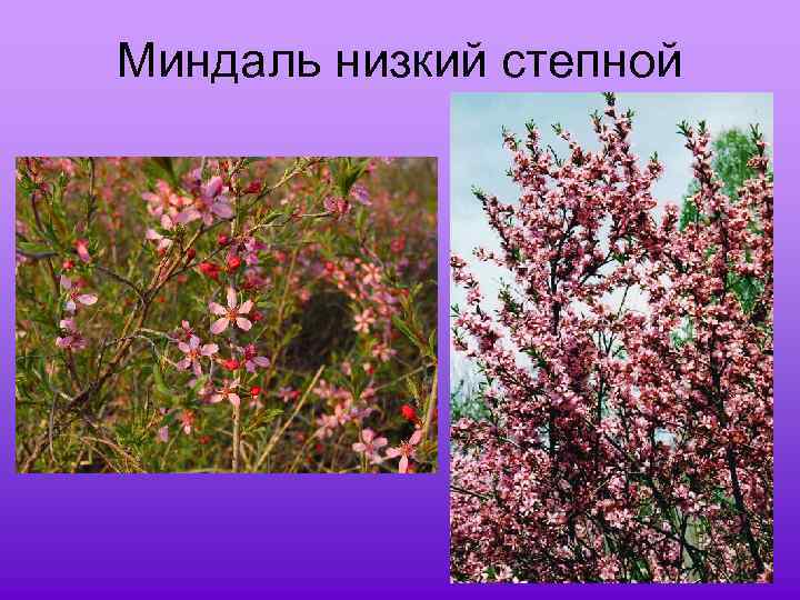 Миндаль низкий степной 