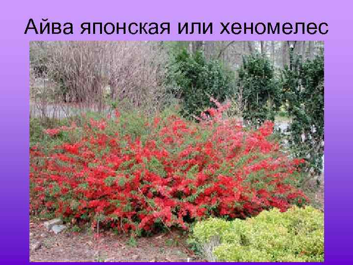 Айва японская или хеномелес 