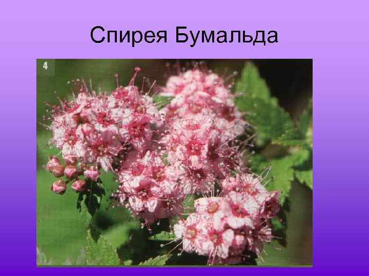 Спирея Бумальда 