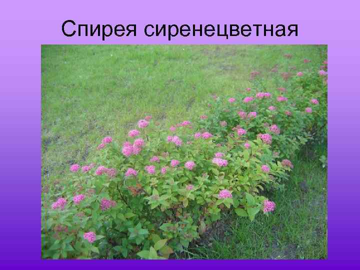 Спирея сиренецветная 
