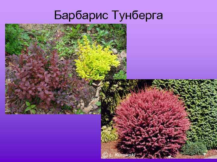 Барбарис Тунберга 