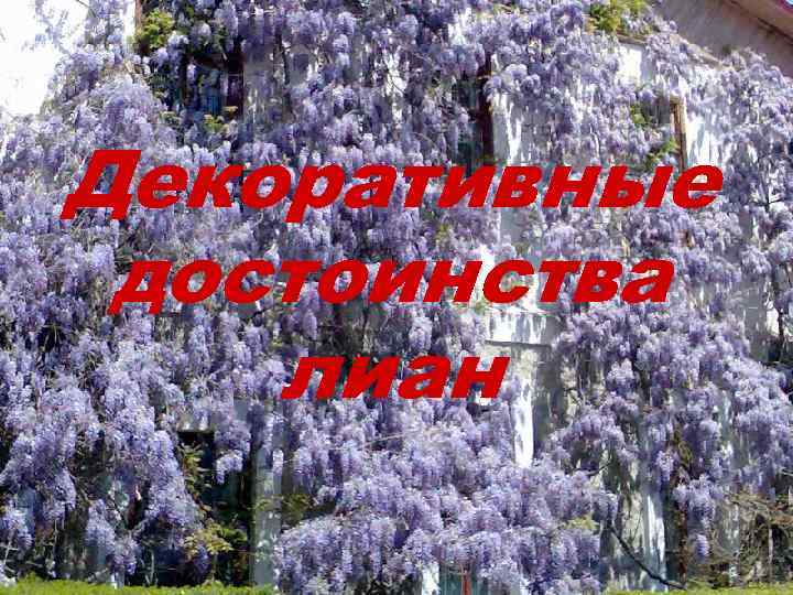 Декоративные достоинства лиан 