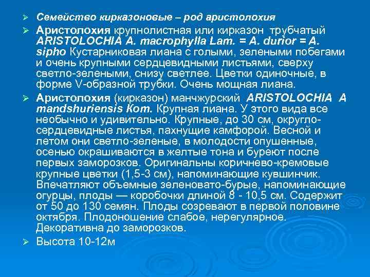Ø Семейство кирказоновые – род аристолохия Аристолохия крупнолистная или кирказон трубчатый ARISTOLOCHIA A. macrophylla