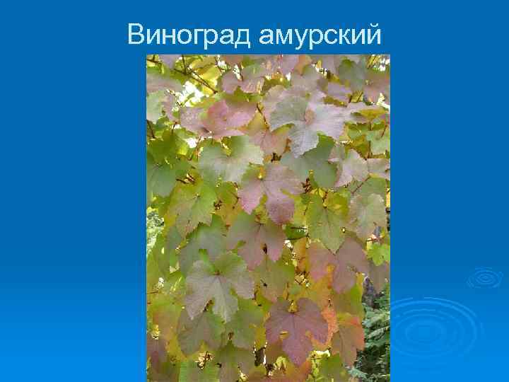 Виноград амурский 