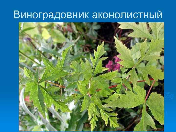 Виноградовник аконолистный 