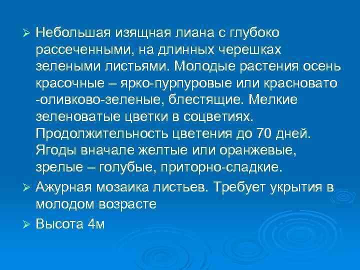 Небольшая изящная лиана с глубоко рассеченными, на длинных черешках зелеными листьями. Молодые растения осень