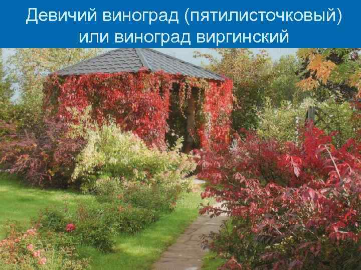 Девичий виноград (пятилисточковый) или виноград виргинский 