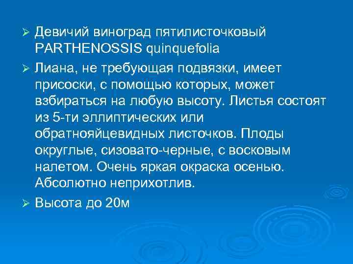 Девичий виноград пятилисточковый PARTHENOSSIS quinquefolia Ø Лиана, не требующая подвязки, имеет присоски, с помощью
