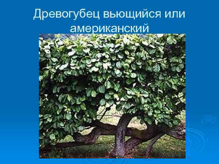 Древогубец вьющийся или американский 