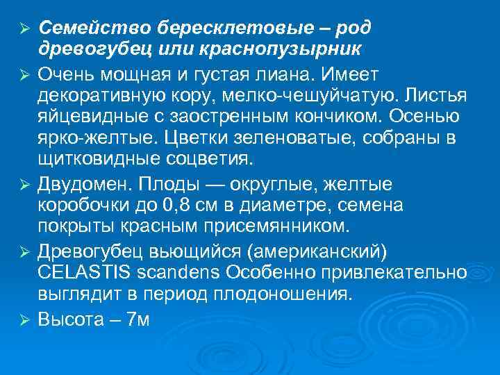Семейство бересклетовые – род древогубец или краснопузырник Ø Очень мощная и густая лиана. Имеет