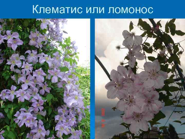 Клематис или ломонос 