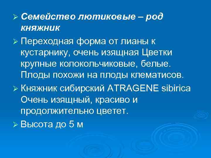 Ø Семейство лютиковые – род княжник Ø Переходная форма от лианы к кустарнику, очень