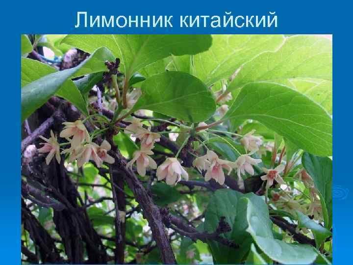 Лимонник китайский 
