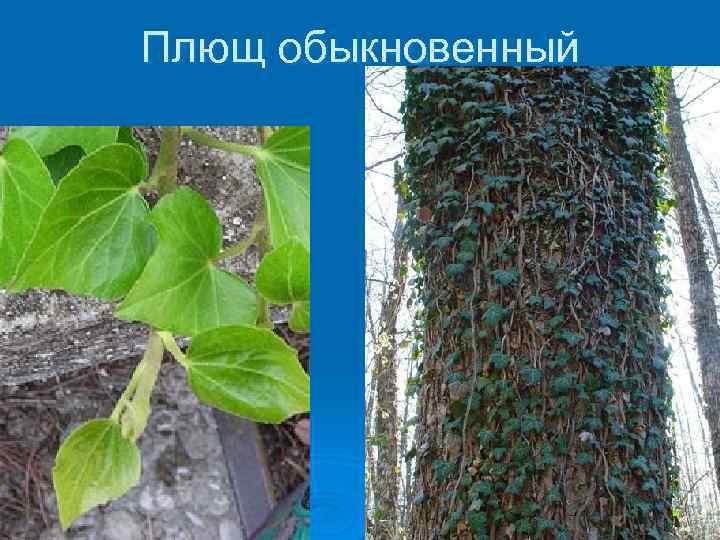 Плющ обыкновенный 