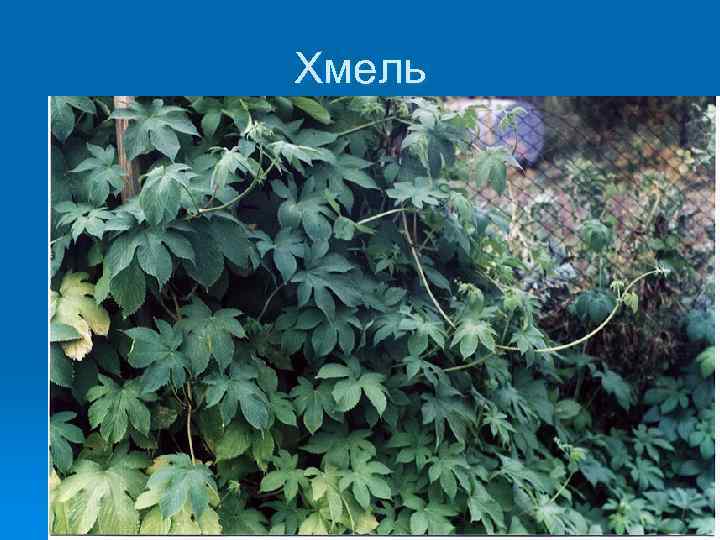 Хмель 