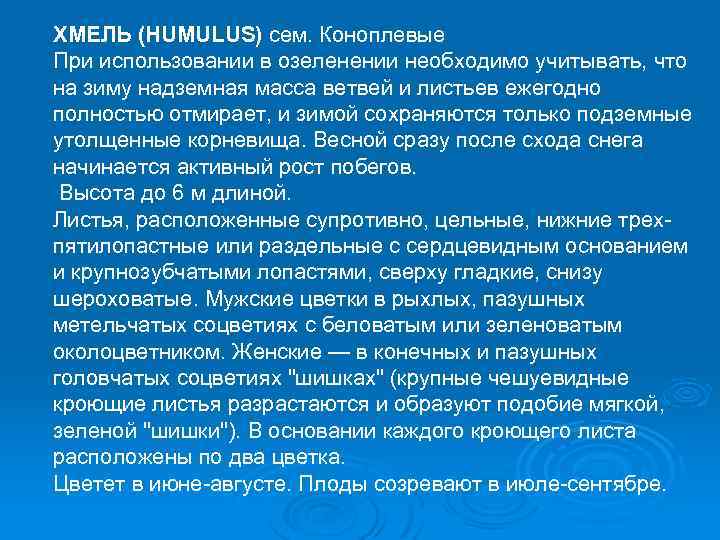 ХМЕЛЬ (HUMULUS) сем. Коноплевые При использовании в озеленении необходимо учитывать, что на зиму надземная