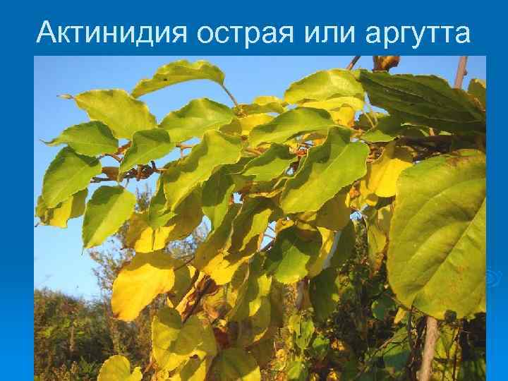 Актинидия острая или аргутта 