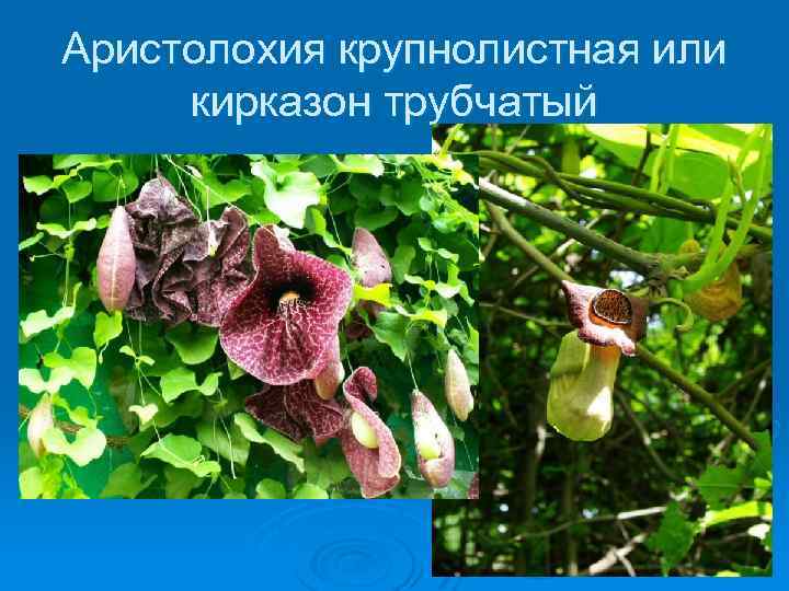 Аристолохия крупнолистная или кирказон трубчатый 