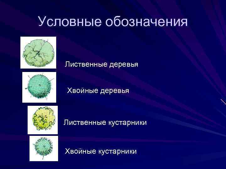 Условные обозначения Лиственные деревья Хвойные деревья Лиственные кустарники Хвойные кустарники 